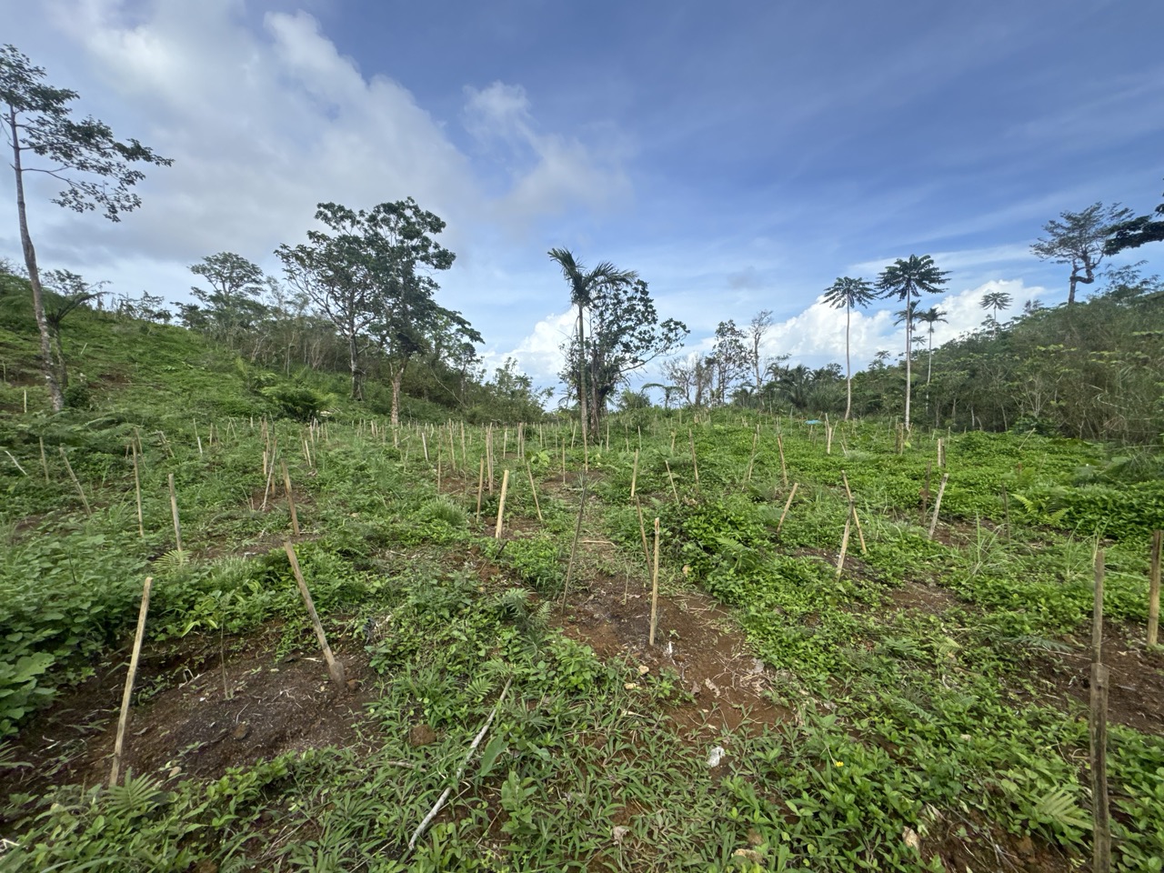 Cale, Tiwi plantation